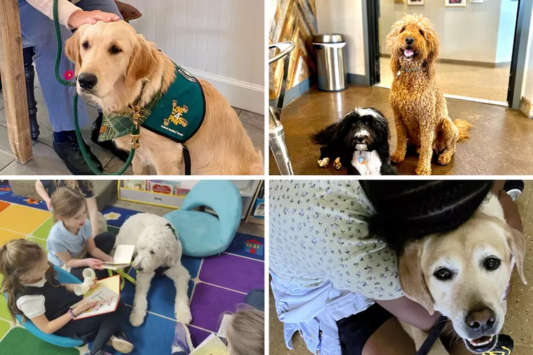 Four therapy dogs