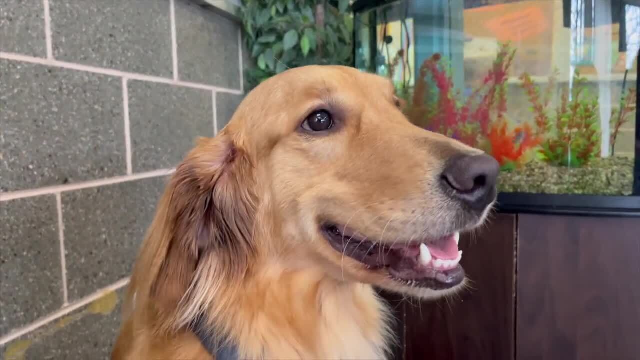 therapy dog carter